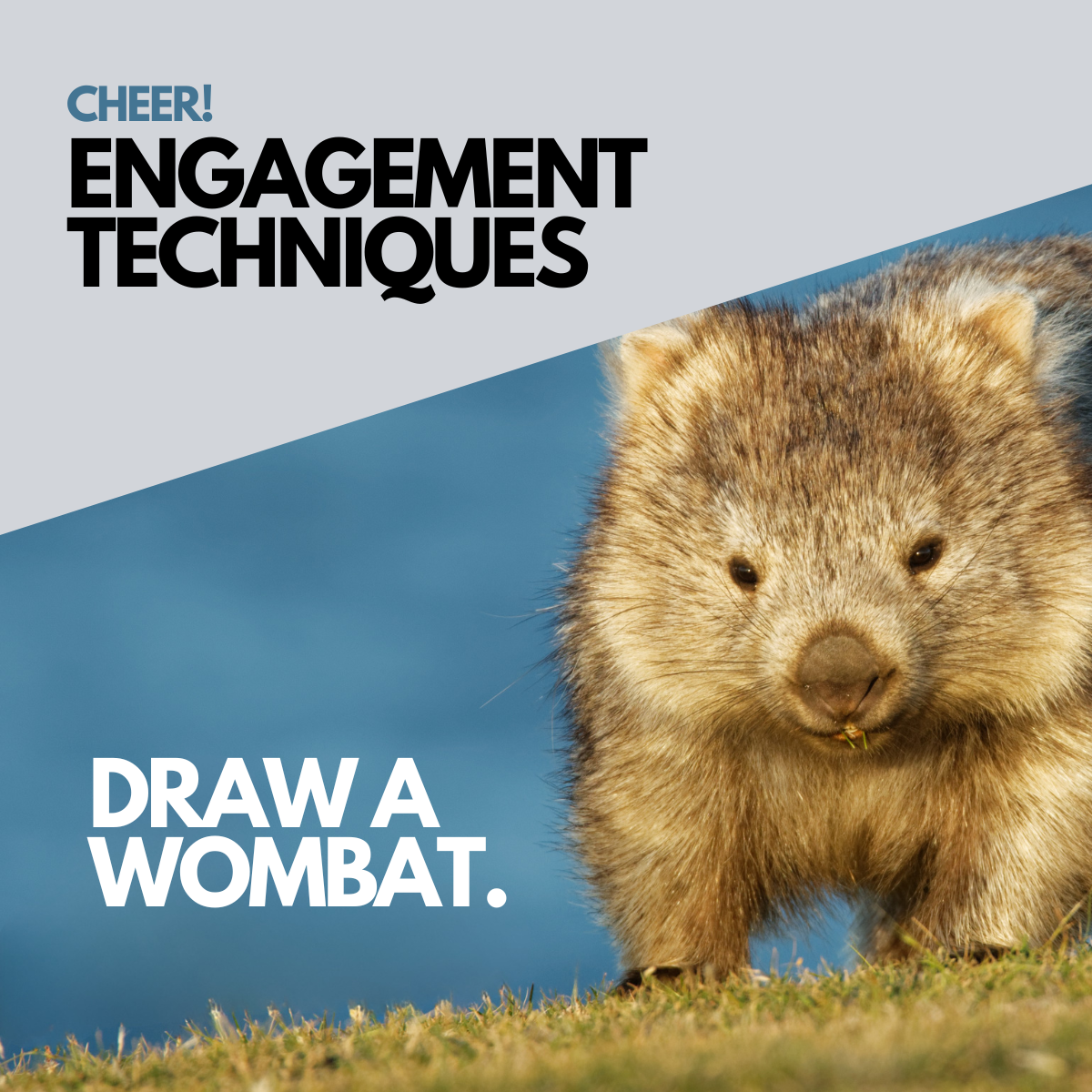 Draw A Wombat