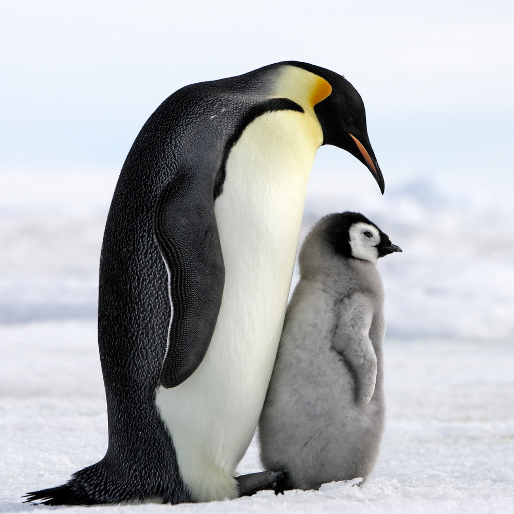 Penguins representing buddies at work