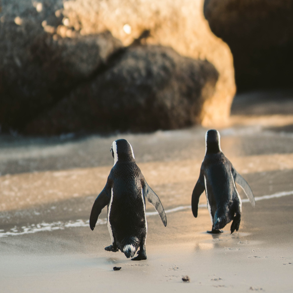 Penguin buddies on the beach - representing the workplace buddy scheme